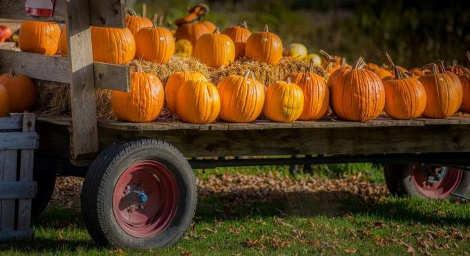 Citrouilles d'halloween chargées sur un chariot d'agriculteurs dans le Vermont rural