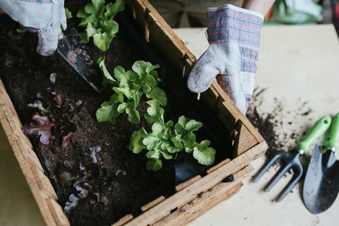 Personne, planter, laitue, bois, boîte