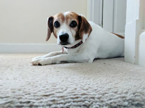 Portrait de chien à la maison