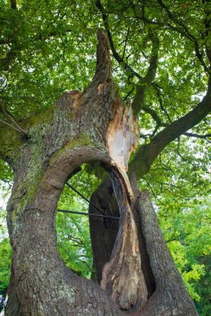 Wales Winnner - The Hollow Oak - Arbre de l'année - Credit Mark Zytynski WTML