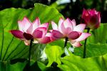 La vraie signification de la fleur de lotus