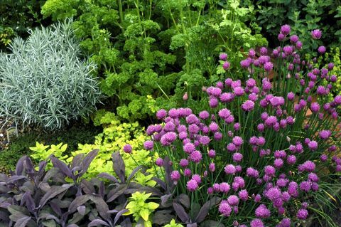 Jardin aux herbes colorées