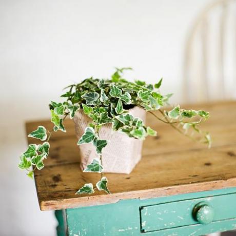 Lierre poussant hors de pot sur table en bois