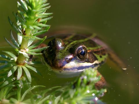 Grenouille dans l'eau