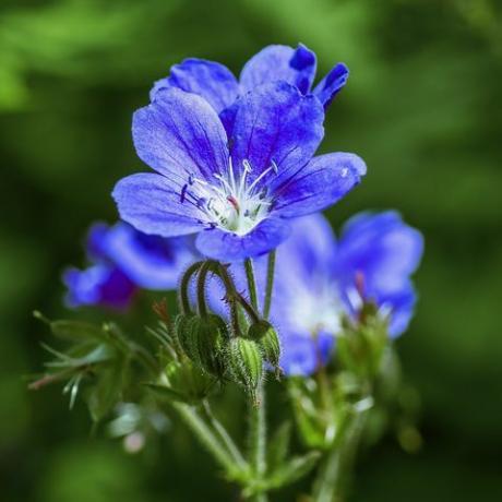 un gros plan d'un géranium bleu rustique, qui pousse dans une partie ombragée du jardin