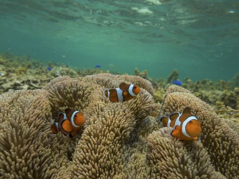 récif de corail