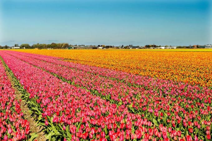 Champ de tulipes aux Pays-Bas