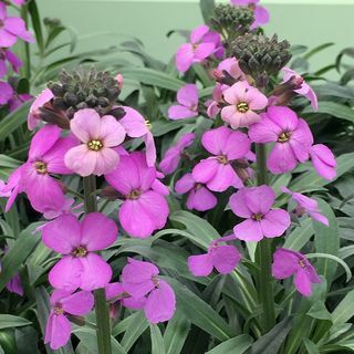 Erysimum 'Bowles's Mauve'