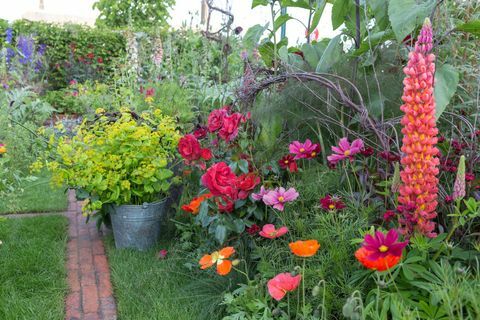 Le jardin de coupe de couleur de riz Anneka. Conçu par: Sarah Raven. RHS Chelsea Flower Show 2017. BBC Feel Good Garden