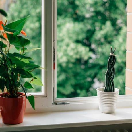 plantes en pot sur rebord de fenêtre avec fenêtre ouverte