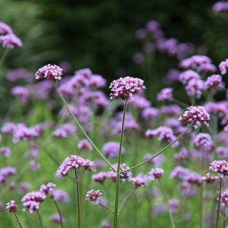 Verbena bonariensis