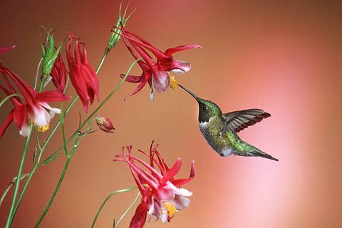 le colibri à gorge rubis archilochus colubris est une espèce de colibri qui passe généralement l'hiver en Amérique centrale et migre vers l'est de l'amérique du nord pour l'été pour se reproduire, il est de loin le colibri le plus commun vu à l'est du fleuve mississippi au nord Amérique