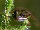 Comment créer votre propre étang de jardin - Habitats de l'étang