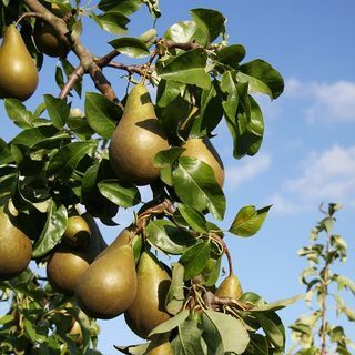 Poire 'Conférence'