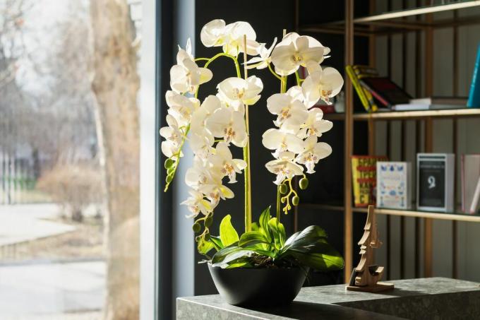 design intérieur élégant avec de belles fleurs d'orchidées blanches en pot et une bibliothèque à côté de la fenêtre