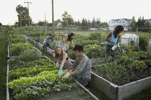 Gens tendant au potager communautaire