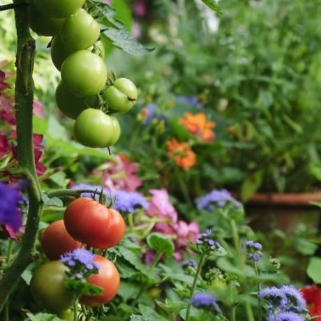 tomates poussant dans un jardin verdoyant