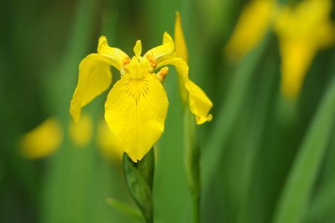 Iris jaune (Iris pseudacorus)