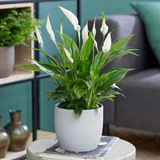 50cm lis de la paix | Spathiphyllum | Pot 13cm | Par la théorie des plantes