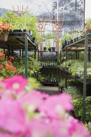 plantes sur des étagères en jardinerie