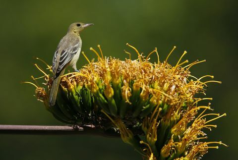 Oiseau Oriole à capuchon dans un jardin en automne