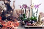 3 types d'orchidées dont chaque amoureux des fleurs a besoin dans sa maison