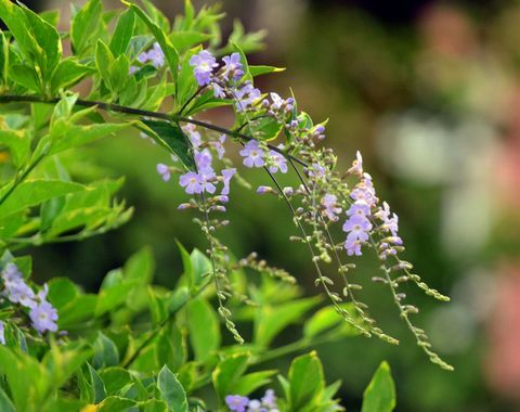 Petites fleurs lilas en forme de cascade