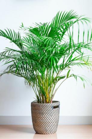 plantes d'intérieur populaires palmier d'arec, chrysalidocarpus lutescens, dans un panier en osier, isolé devant un mur blanc sur un plancher en bois