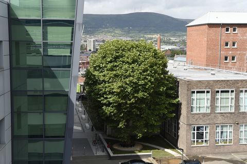 Gagnant de l'Irlande du Nord - Erskine House Tree - Arbre de l'année - Crédit Michael Cooper WTML