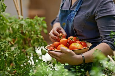 Une photo recadrée d'une femme cueillant des tomates maison dans son jardin