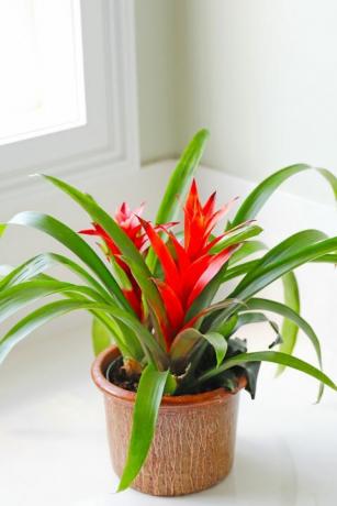 plantes d'intérieur populaires broméliacées vibrantes, coin d'accent de salle de bain lumineuse