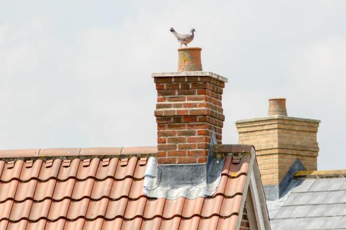 Cheminée. Toits de maison de lotissement urbain avec pigeon.