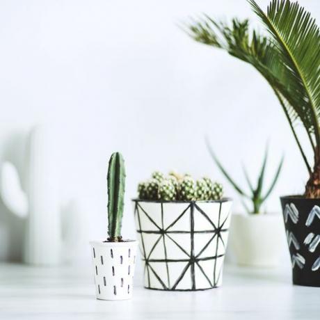 L'intérieur blanc élégant et moderne a rempli beaucoup de plantes et de cactus. Espace amoureux de la nature.