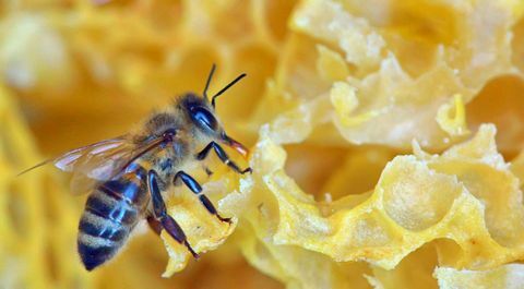 Abeille reine travaillant sur un nid d'abeille