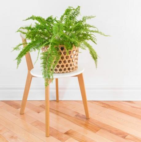 Plante de fougère verte dans un panier sur une chaise élégante