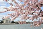 Cherry Blossom Peak Bloom 2019 de Washington D.C.: détails, prévisions, dates
