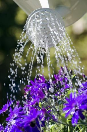 Arroser les fleurs de senetti avec arroseur rose, Norfolk, Angleterre