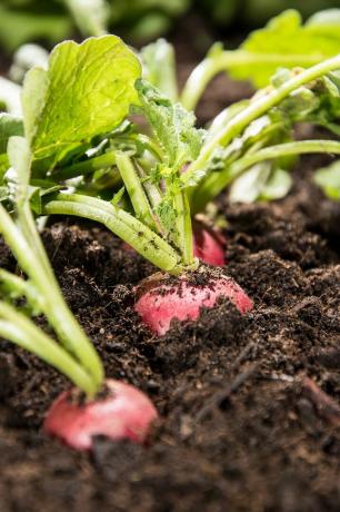 potager d'intérieur