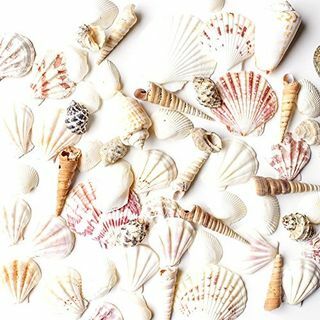 Coquillages de plage mixtes