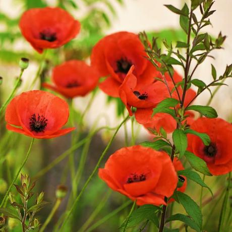 faire pousser des coquelicots fleurs coupées