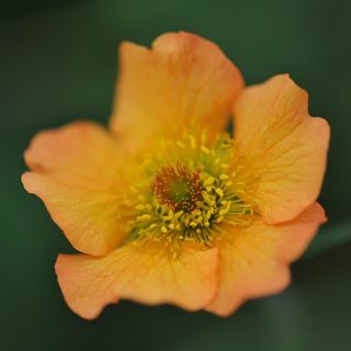 Geum 'totalement mandarine'