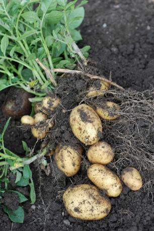 potager d'intérieur