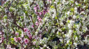 Arbre avec 40 fruits qui poussent dessus