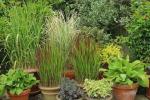 Les meilleurs conseils pour planifier et planter des herbes ornementales