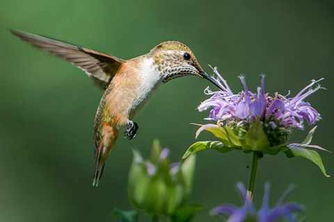 une femelle colibri à queue large se nourrissant de quelques fleurs de monarda