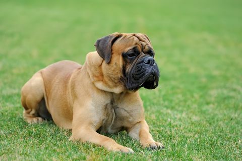 Chien Mastiff sur l'herbe