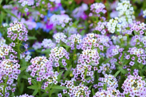 plantes à massifs alyssum