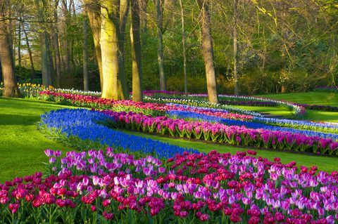 Fleurs de printemps dans un parc