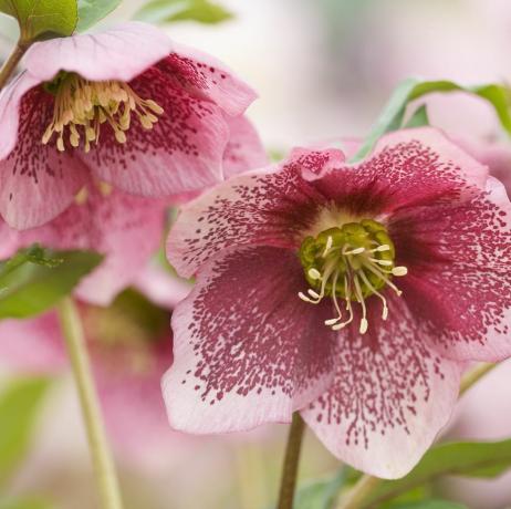 faire pousser des fleurs coupées hellebore