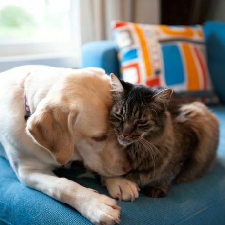 Labrador retriever jaune et chat du Maine coon câlins ensemble sur un canapé bleu